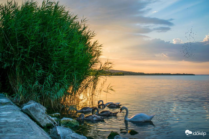 Reggeliző hattyúk Keszthelyen