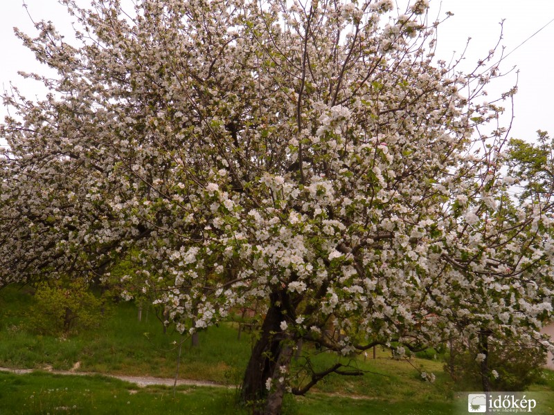 Virágzó almafa