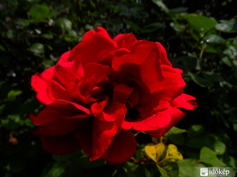 Rózsa eső után