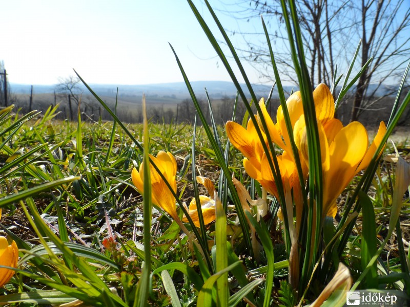 Virágzik a krókusz