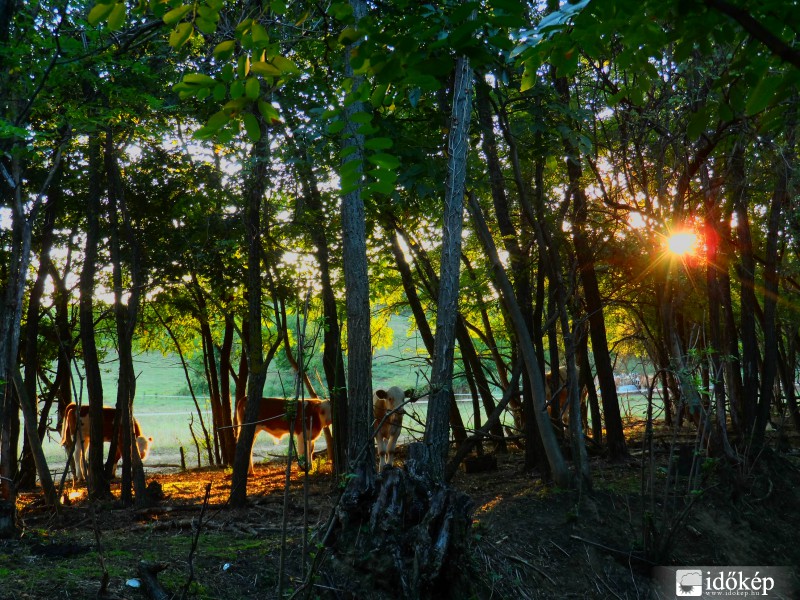 Tehéncsorda Zalában