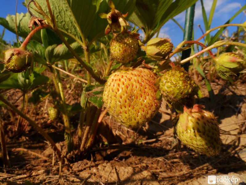 Érik az eper