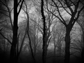 The woods of shadows