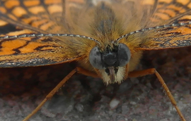 Hajasbaba