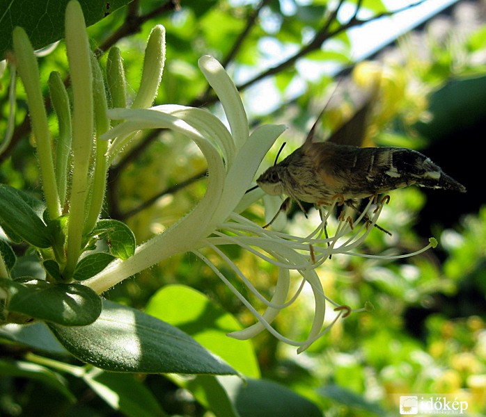 Kolibri lepke