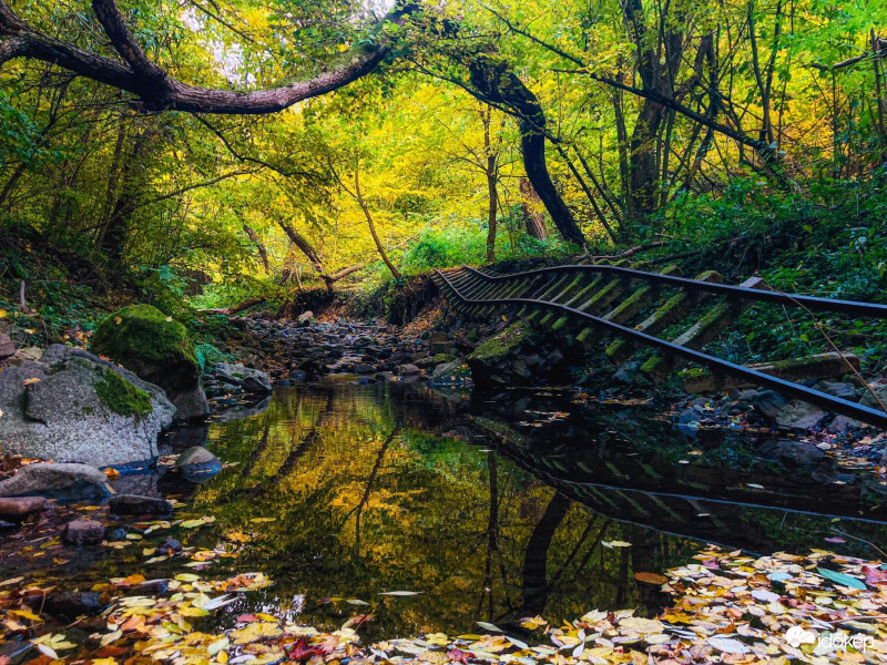 Erdő mélyén kis vasút