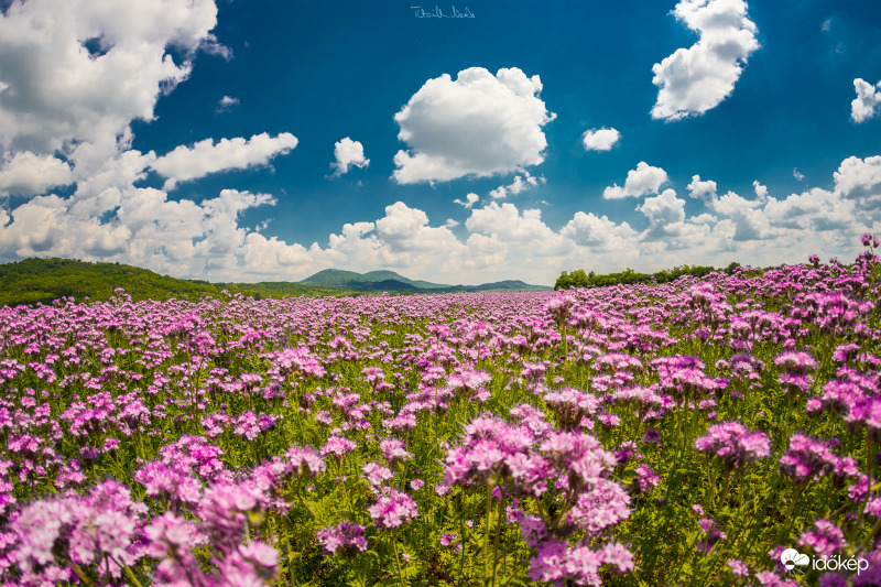 Túl az óperencián