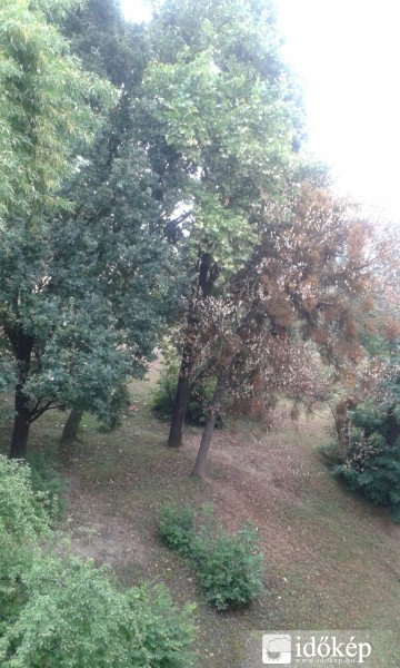 Komló