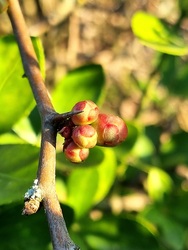 Japánbirs napsütésben