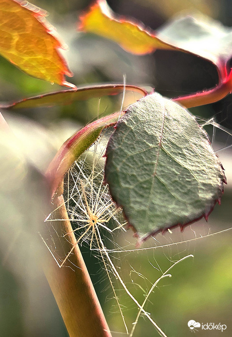 Átsuhan az őszi fény