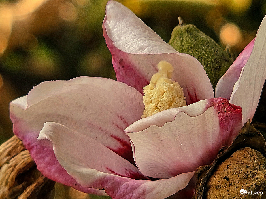 Őszi szépség (mályvavirág)