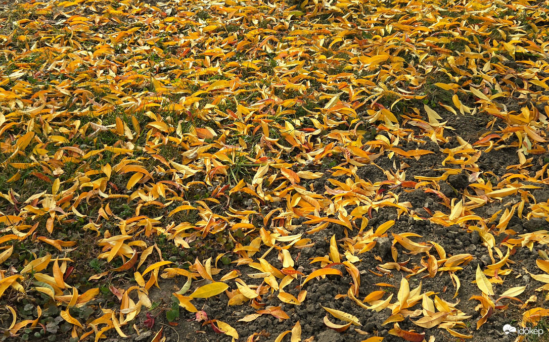 Őszi "avarszőnyeg"