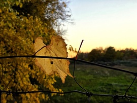 Naplementére várva