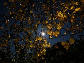 Telihold őszi estén