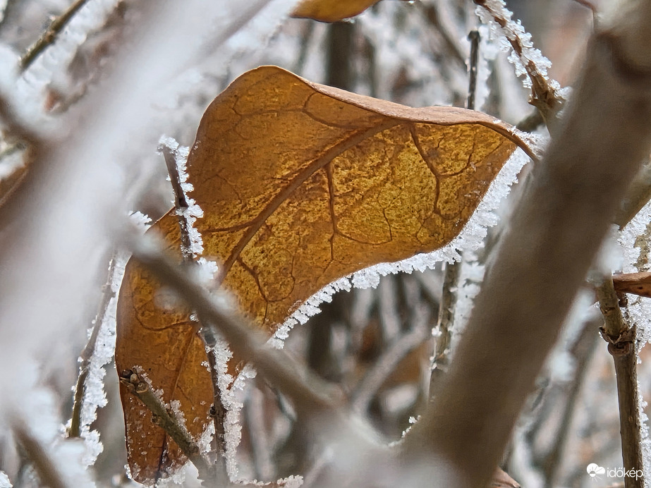 A még itt maradt deres
