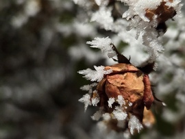 A rózsa téli tüskéi