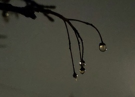 Eső utáni gyöngyök