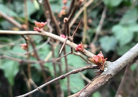 Közeledik a tavasz (japánbirs)