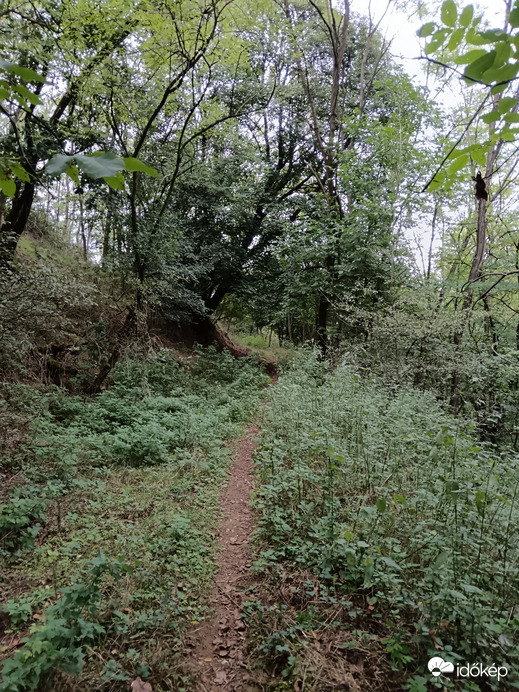 Erdő a régi forrás mellett