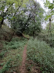 Erdő a régi forrás mellett