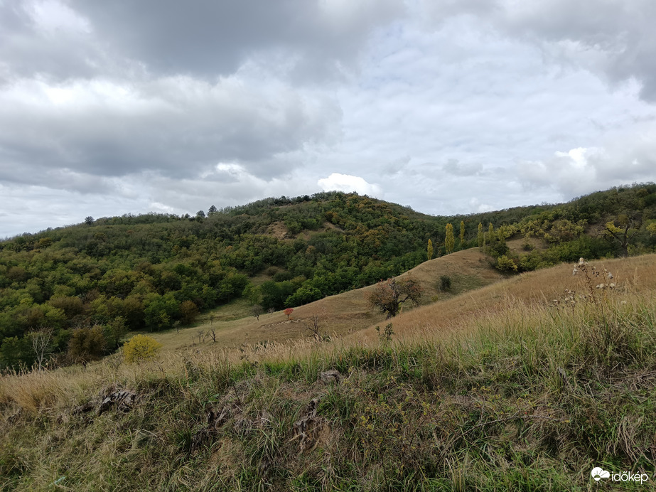 Őszbe forduló lombok