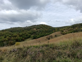 Őszbe forduló lombok