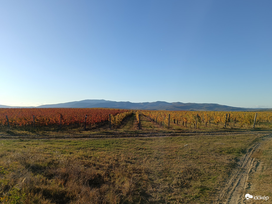 Mátra Verpelét szőlővesszejivel