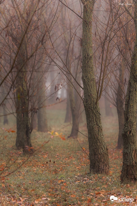 Hódmezővásárhely