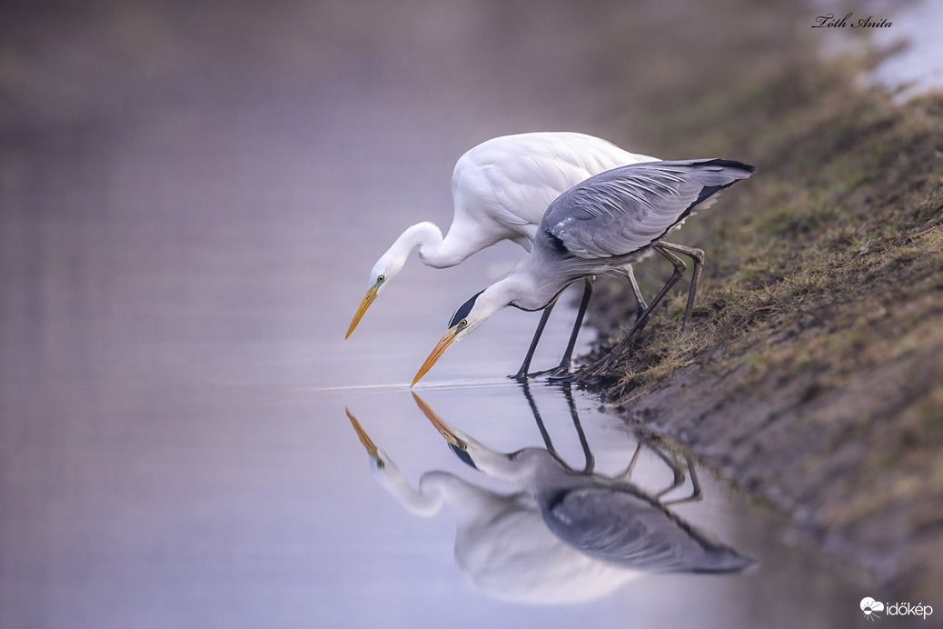 Hódmezővásárhely