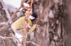 Hódmezővásárhely