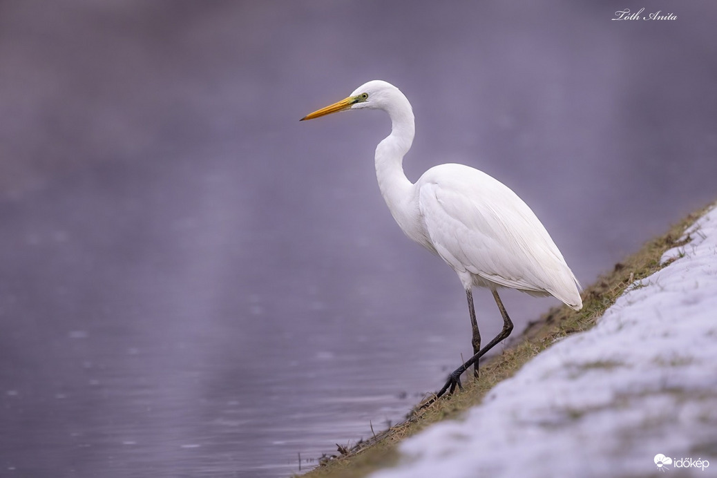 Hódmezővásárhely