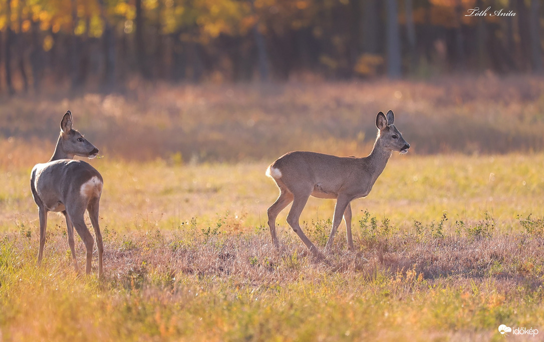 Hódmezővásárhely