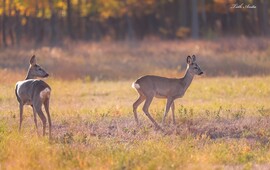 Hódmezővásárhely