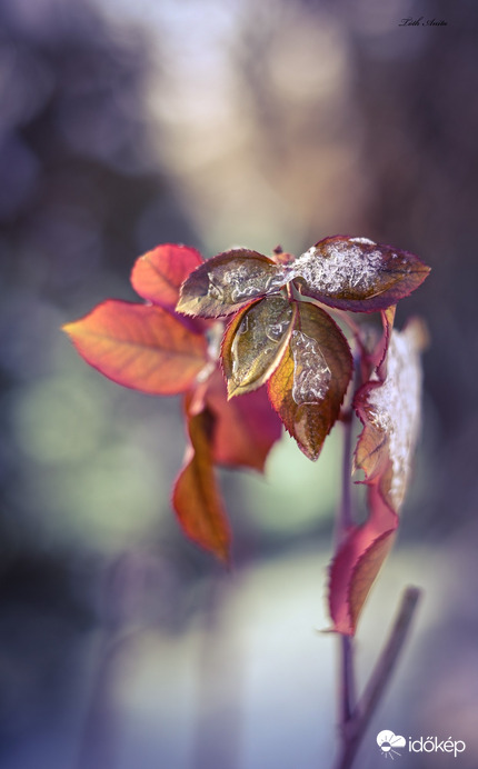 Hódmezővásárhely