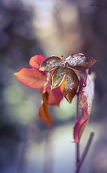 Hódmezővásárhely