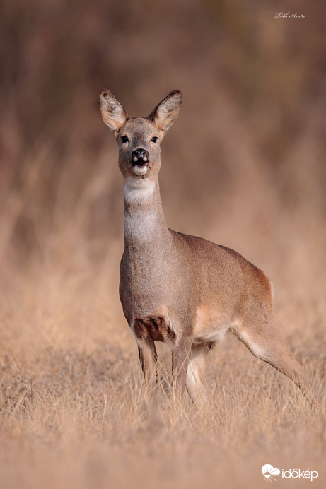 Hódmezővásárhely