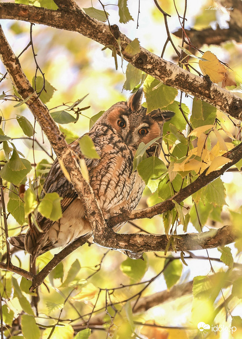 Hódmezővásárhely