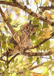 Hódmezővásárhely