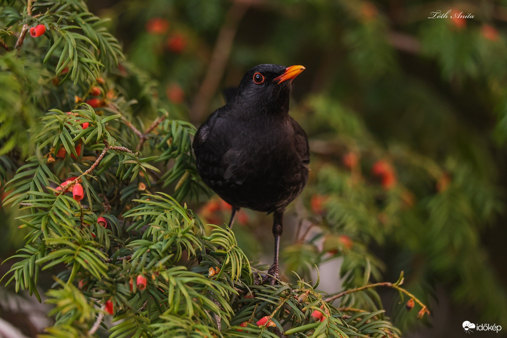Hódmezővásárhely