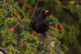 Hódmezővásárhely