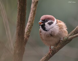 Hódmezővásárhely