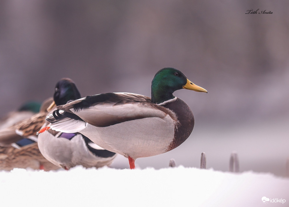 Hódmezővásárhely