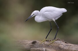 Hódmezővásárhely