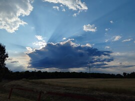 Szirmabesenyő