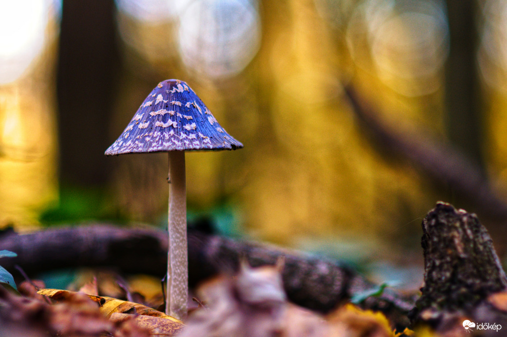 Coprinopsis picacea - Harkálytintagomba