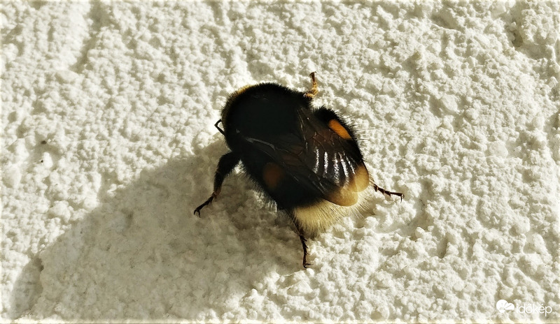 Bömbi