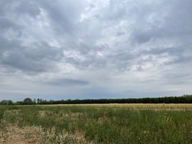 Monorierdő
