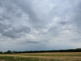 Monorierdő