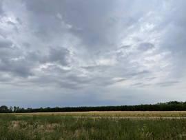 Monorierdő