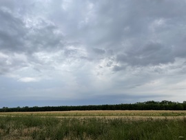 Monorierdő